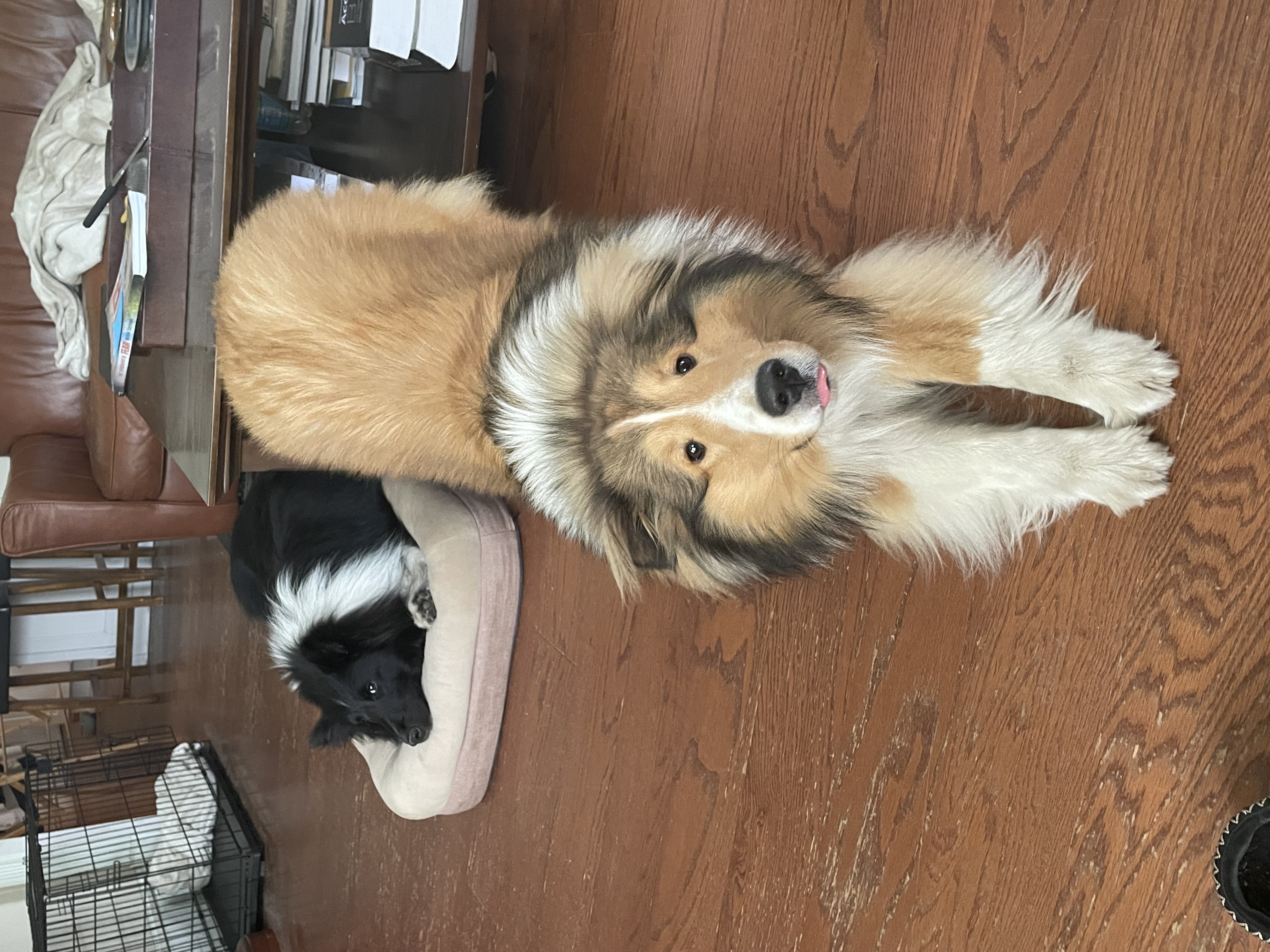 dear bibby, ft. finn